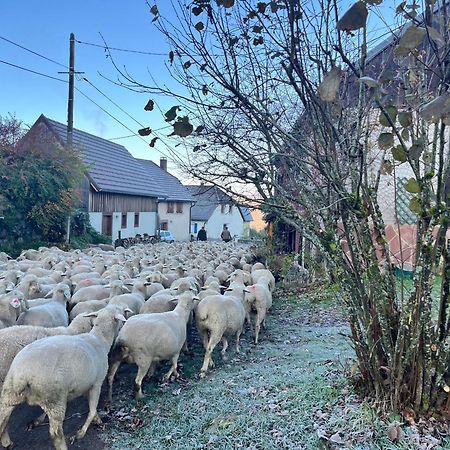 Gite De Montagne -Bellefosse Alsace Dış mekan fotoğraf