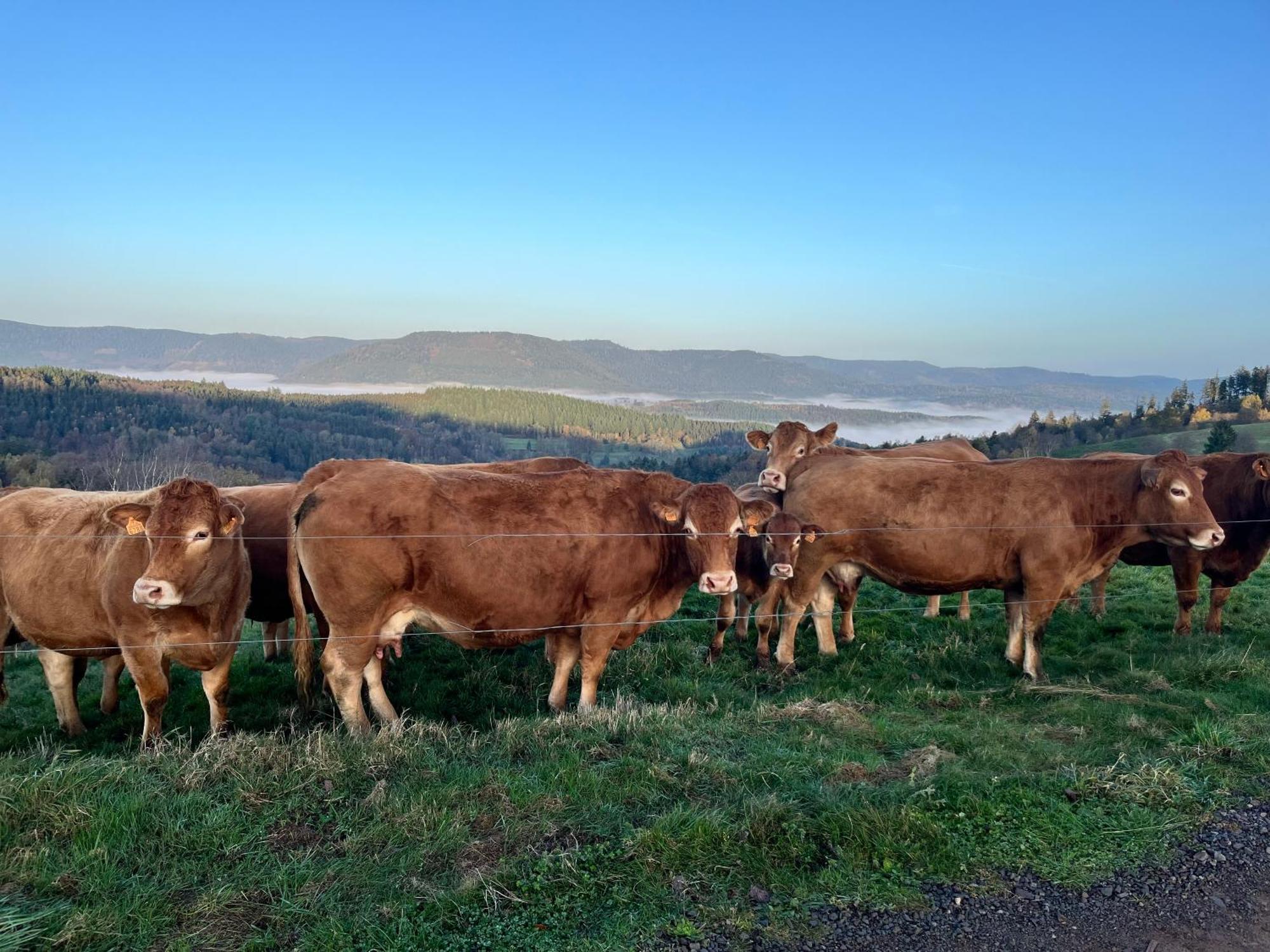 Gite De Montagne -Bellefosse Alsace Dış mekan fotoğraf