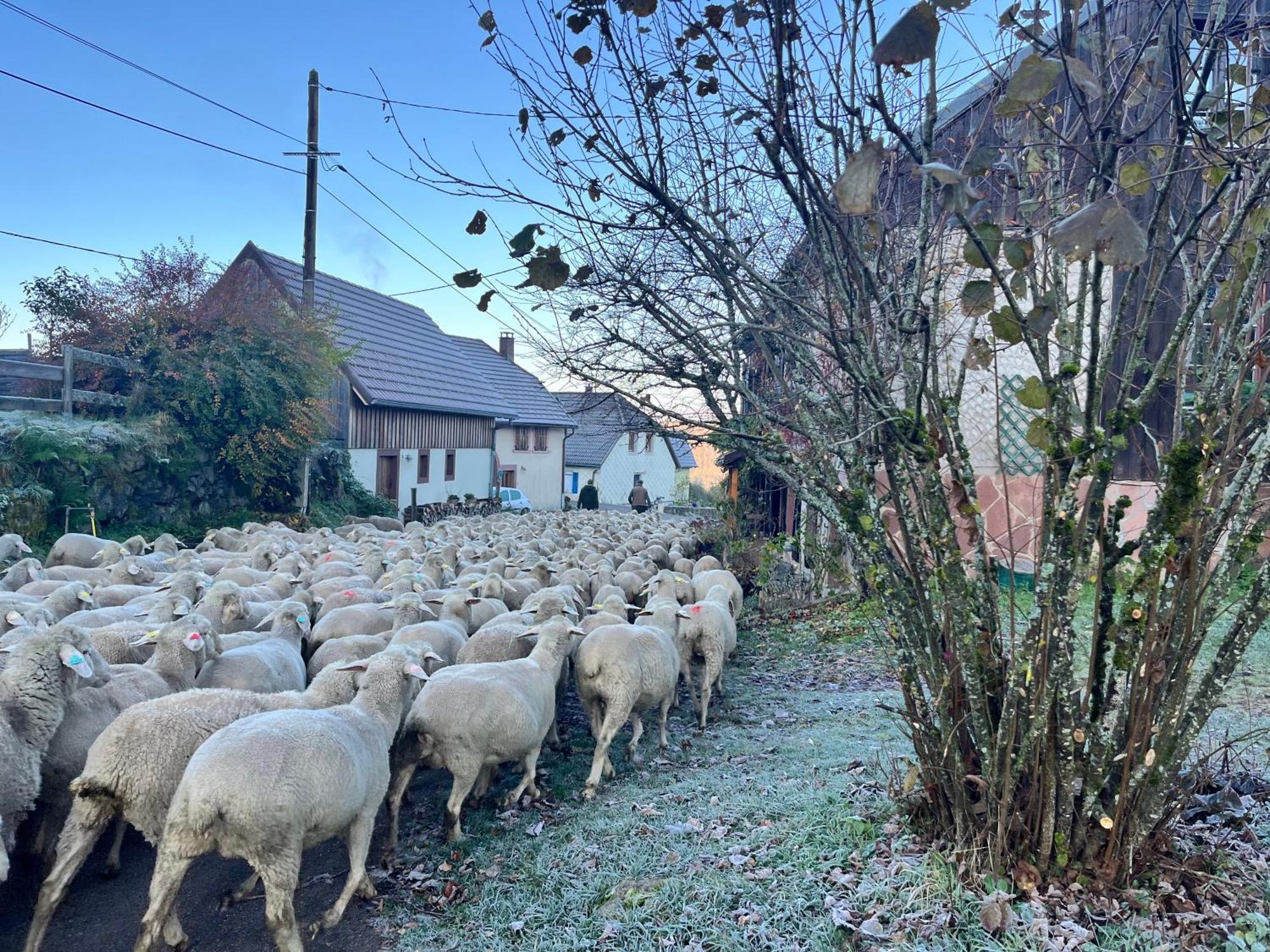 Gite De Montagne -Bellefosse Alsace Dış mekan fotoğraf